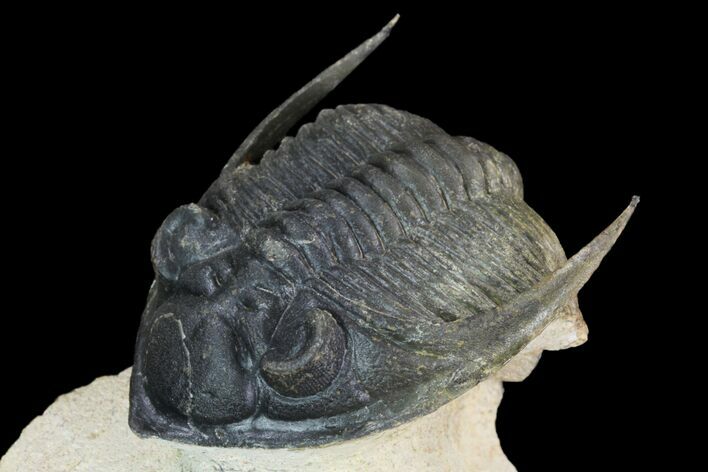 Zlichovaspis Trilobite - Atchana, Morocco #98632